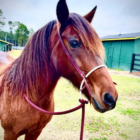 Loping Hackamore: Turquoise or Natural Colored