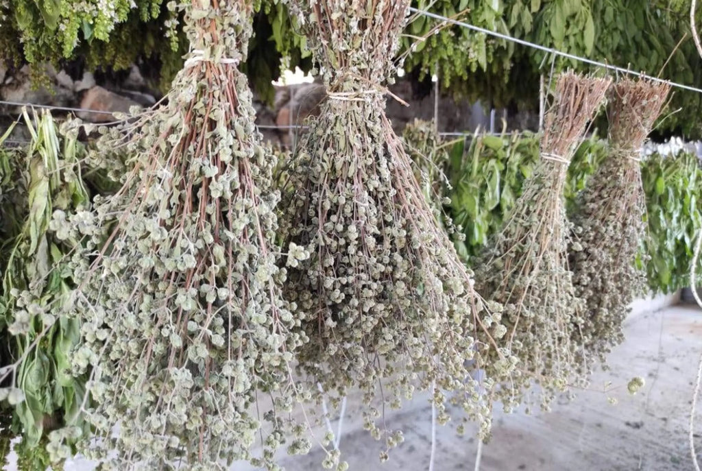 Organic Greek Oregano