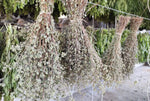 Organic Greek Oregano
