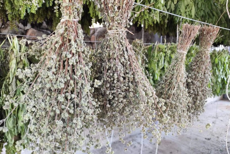 Organic Greek Oregano