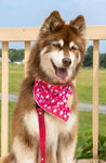 Red Mountain Syrah Dog Bandana