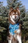 Siberian Spruce Dog Bandana