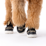 The Kai- Dog Sneaker
