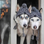 Autumn Winter Warm Knitted Pet Hats With Fluffy Ball