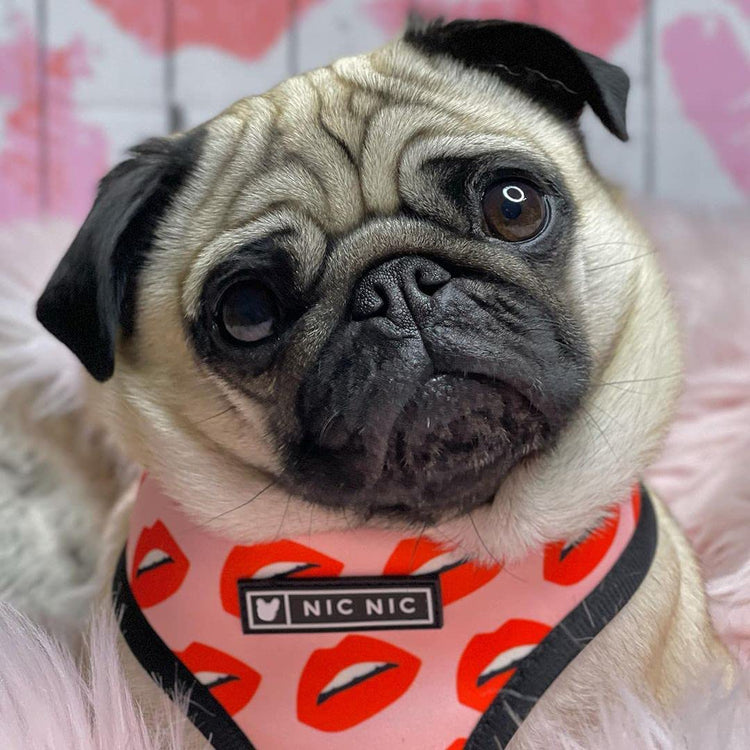 Luxury Red Lips Breathable Mesh Harness Chest Back + Traction