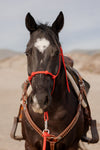 Clinician 4 Knot Halter and 14ft Lead Set