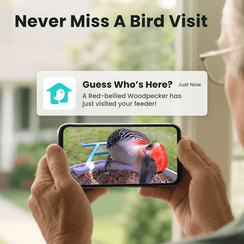 Birdfy Feeder with Solar Panel - Solar-Powered Smart Bird Feeder with Camera
