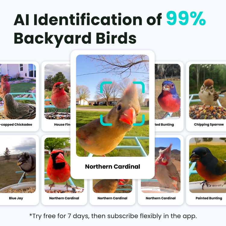 Birdfy Feeder with Solar Panel - Solar-Powered Smart Bird Feeder with Camera