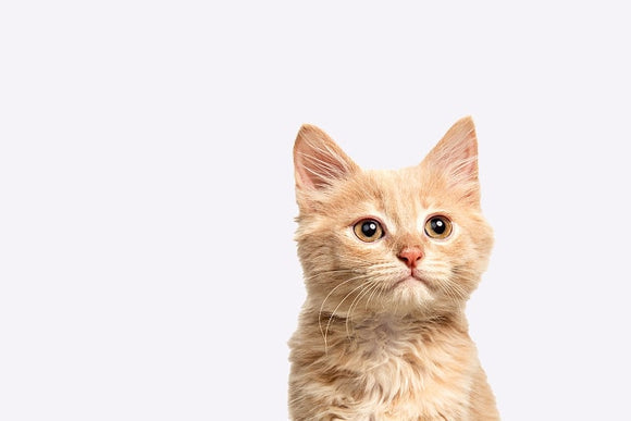 categories-features-img